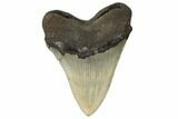 Serrated, Fossil Megalodon Tooth - North Carolina #188237-1